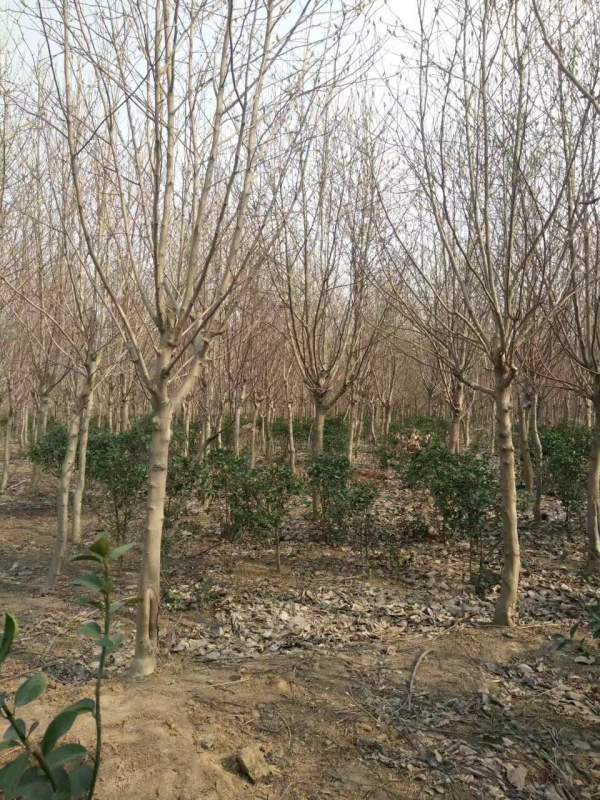 白玉蘭圖片白玉蘭基地實(shí)拍 白玉蘭圖片白玉蘭基地實(shí)拍