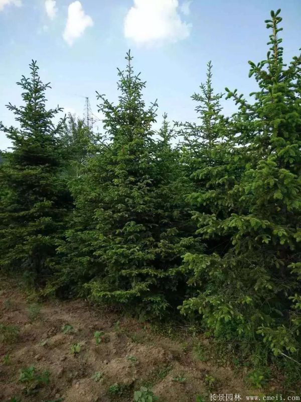 云杉圖片基地實(shí)拍 云杉圖片基地實(shí)拍