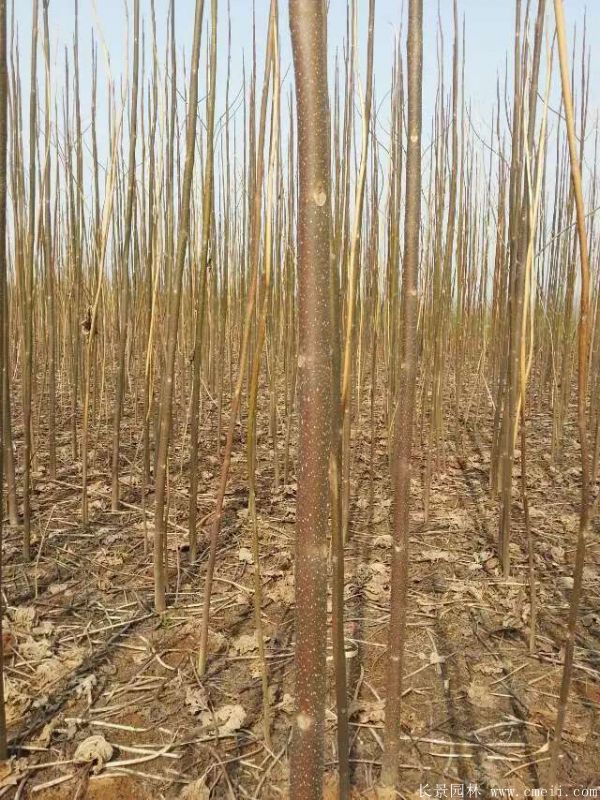 泡桐樹圖片泡桐樹基地實拍