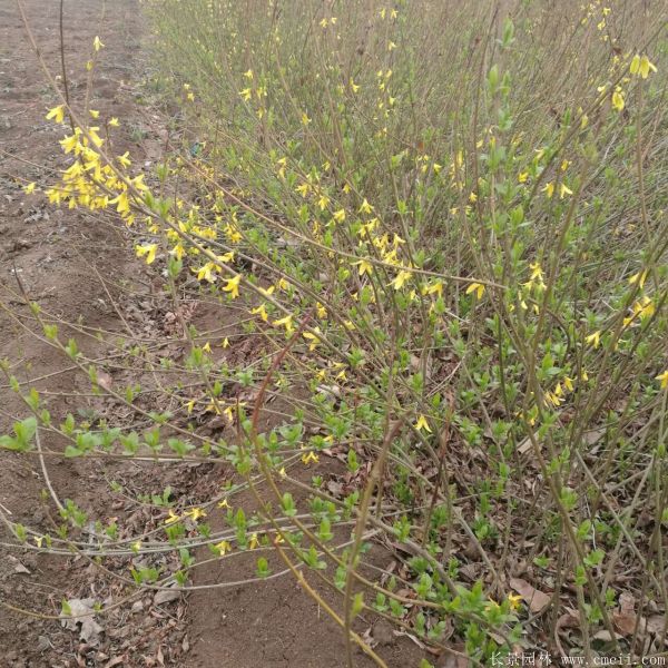 連翹圖片基地實拍