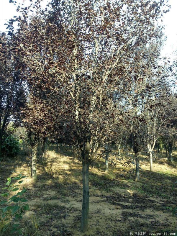 紅葉李圖片基地實(shí)拍 紅葉李圖片基地實(shí)拍