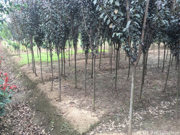 紅葉李圖片基地實(shí)拍 紅葉李圖片基地實(shí)拍