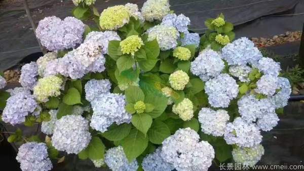 八仙花圖片基地實(shí)拍 八仙花圖片基地實(shí)拍