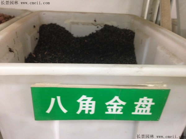 八角金盤(pán)種子圖片