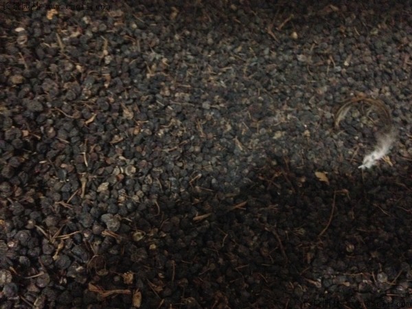 八角金盤(pán)種子圖片