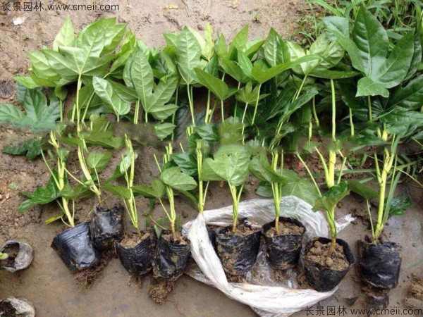 八角金盤(pán)種子發(fā)芽出苗圖片