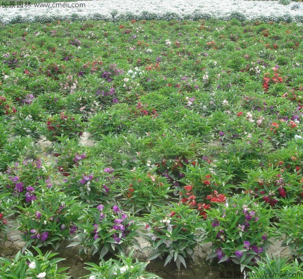 鳳仙花種子發(fā)芽出苗開(kāi)花圖片