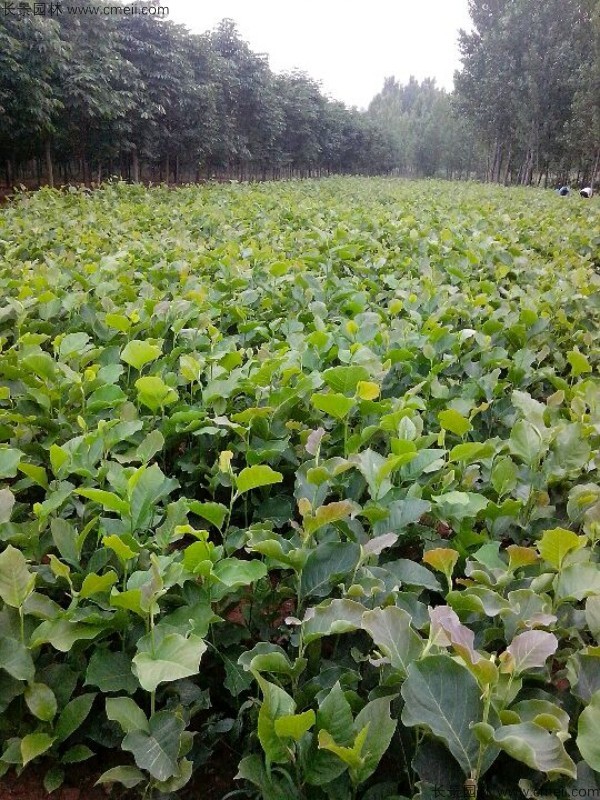 黃玉蘭種子發芽出苗圖片