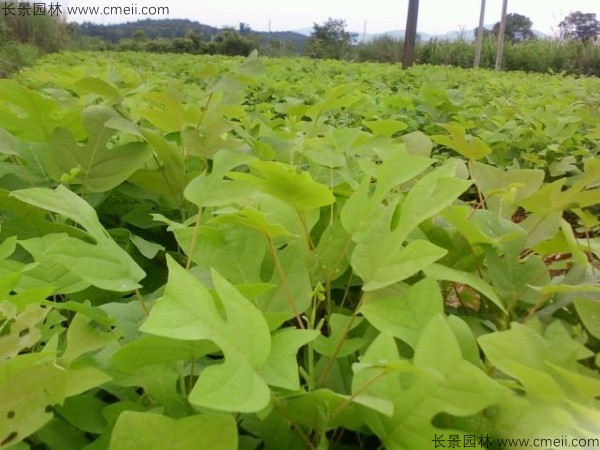 馬褂木種子發芽出苗圖片