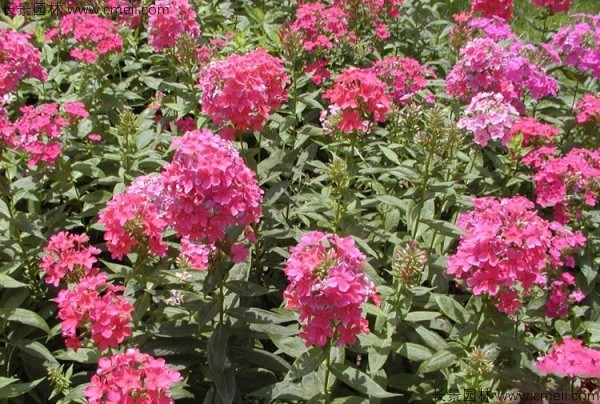 五色梅種子發芽出苗開花圖片