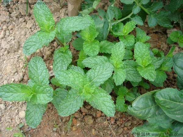 薄荷 薄荷