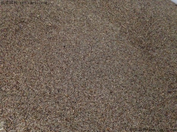 非洲菊種子圖片 非洲菊種子圖片