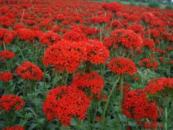 剪秋羅種子發芽出苗開花圖片 剪秋羅種子發芽出苗開花圖片