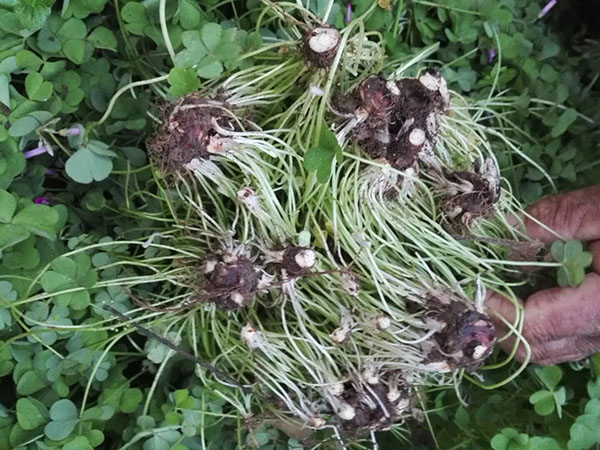 紅花草種球圖片基地實(shí)拍