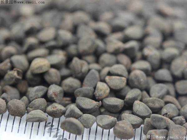 鶯羅種子 鶯羅種子