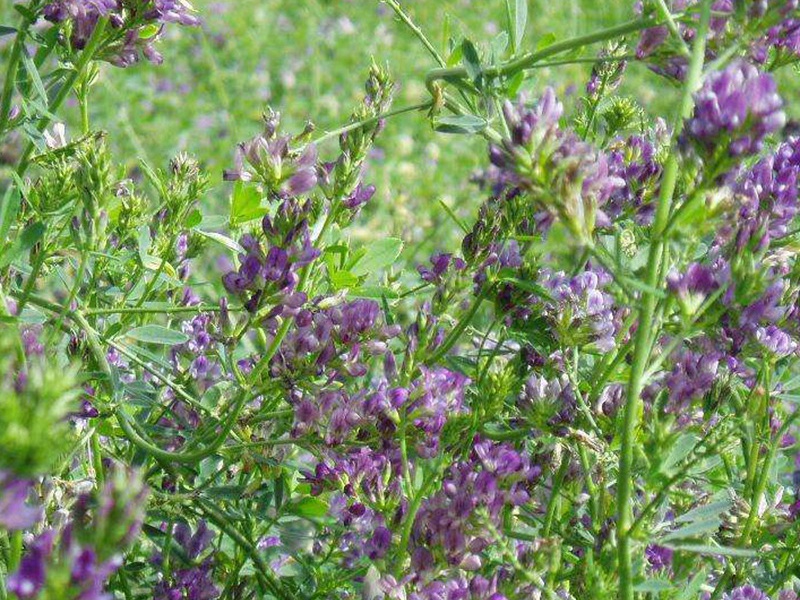 國產(chǎn)苜蓿 國產(chǎn)苜蓿