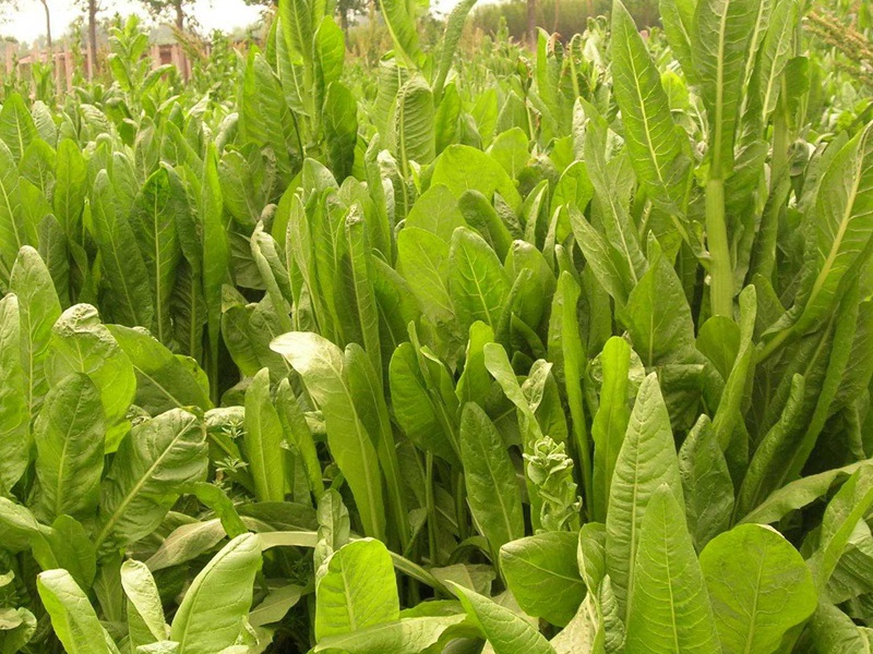 進口菊苣種子 進口菊苣種子