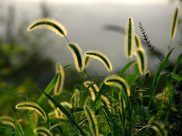 狗尾草 狗尾草