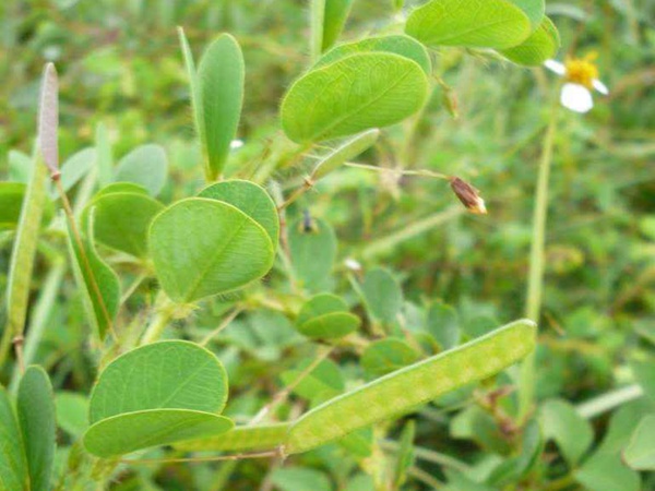 圓葉決明種子 圓葉決明種子