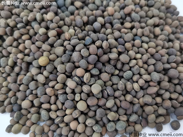 箭筈豌豆種子實(shí)拍圖片 箭筈豌豆種子實(shí)拍圖片