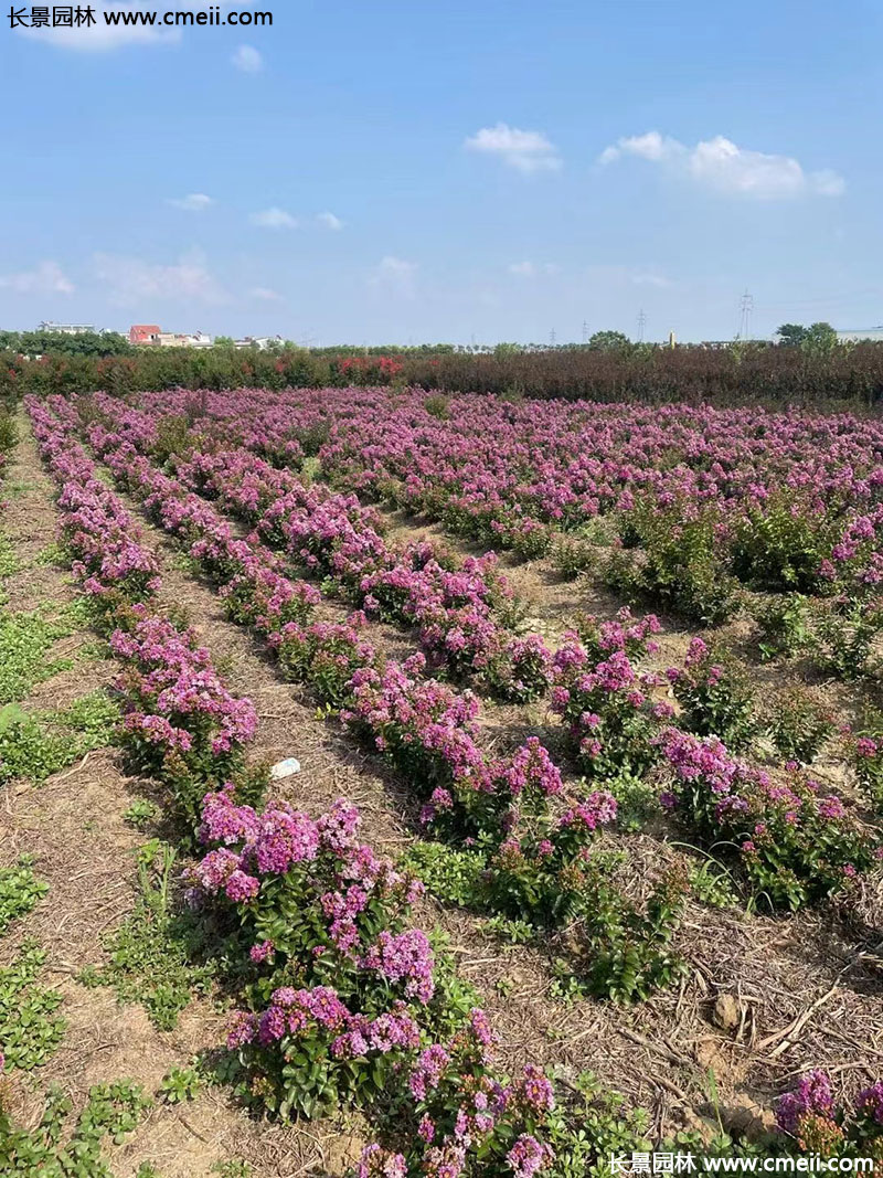長景園林矮紫薇 長景園林矮紫薇