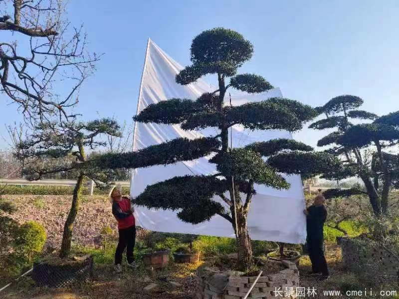 造型羅漢松 造型羅漢松