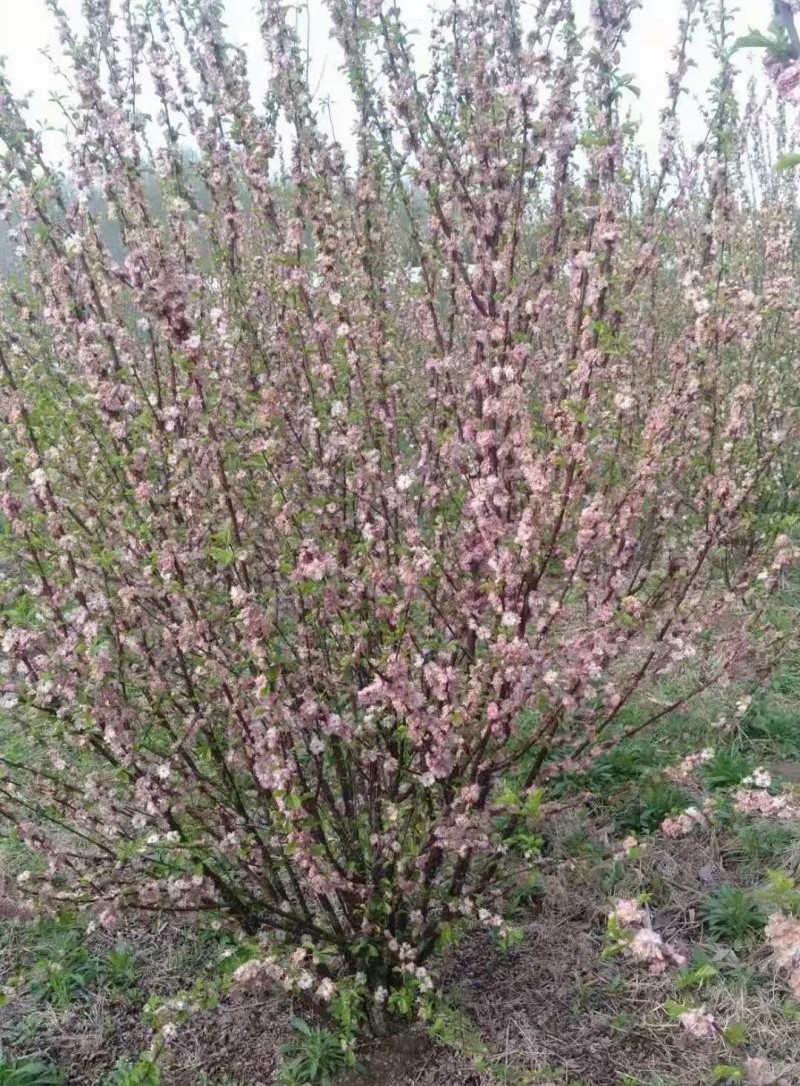 叢生榆葉梅 叢生榆葉梅