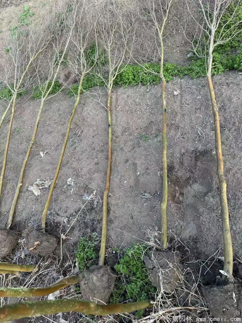 紫葉丹紅紫薇苗 紫葉丹紅紫薇苗