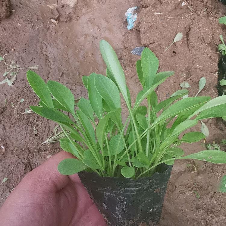 金雞菊苗營養缽盆栽苗 金雞菊苗營養缽盆栽苗