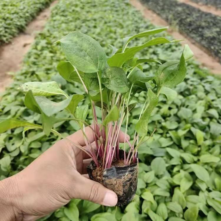 紫錐菊 來自長(zhǎng)景園林 紫錐菊 來自長(zhǎng)景園林