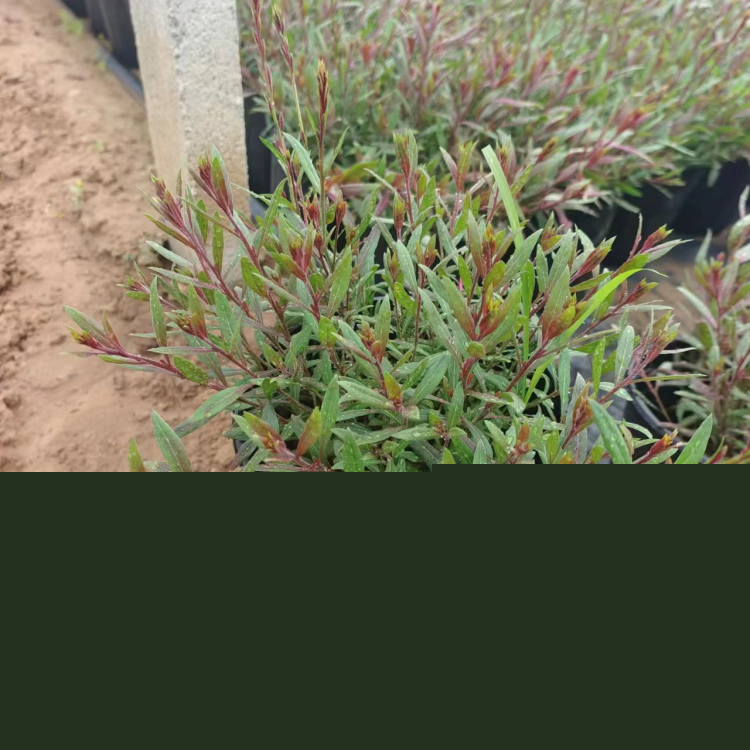 山桃草盆苗 山桃草盆苗