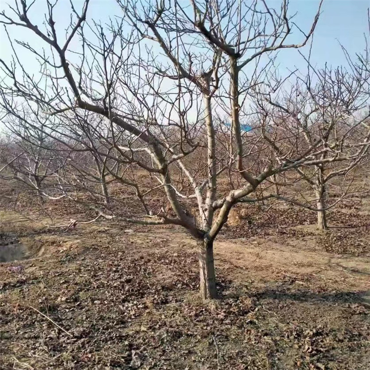 山楂樹冬天的樣子 山楂樹冬天的樣子