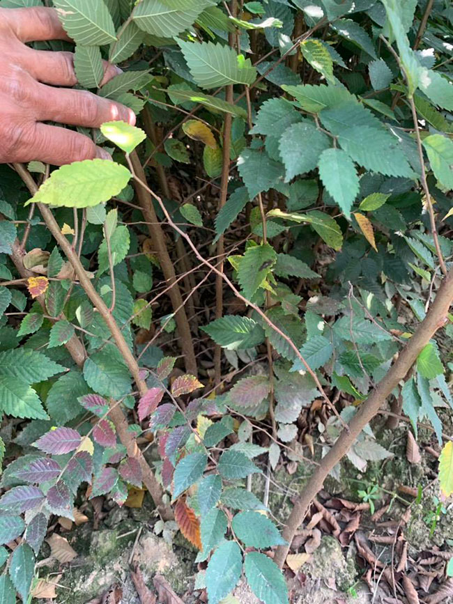 櫸樹是景區(qū)綠化中最常用園林植物,觀賞價(jià)值極高,經(jīng)常作為行道樹或者觀賞樹,也可以群植栽種成風(fēng)景。紅櫸樹抗污染能力十分強(qiáng)悍,不僅樹姿優(yōu)美,高大雄偉,還可以吸收有害氣體,抗風(fēng)能力強(qiáng),不易伏倒。那么,紅櫸樹未來十年前景如何?紅櫸樹種植多久成才?下面我們一起來看看吧! 一、紅櫸樹未來十年前景如何? 1、觀賞 紅櫸樹生長(zhǎng)快,樹干通直,樹姿優(yōu)美,枝葉繁茂,春季開花,秋季葉子會(huì)變成紅色,觀賞性極高。 2、綠化 紅櫸樹環(huán)境適應(yīng)能力強(qiáng),栽植應(yīng)用廣泛,不僅可以綠化種植,還有不錯(cuò)的抗污染、抗風(fēng)能力,可吸收有害氣體,改善空氣質(zhì)量,植株根深性,可以防風(fēng)固土,經(jīng)常用作護(hù)林帶樹種和水土保持樹種。 3、經(jīng)濟(jì) 紅櫸樹木材堅(jiān)硬、有彈性、并且不會(huì)縮水,木材紋理清晰有光澤,可以用來制作很多家具和其他器具,經(jīng)濟(jì)價(jià)值很高。 4、前景 櫸樹的適應(yīng)能力強(qiáng),栽植地區(qū)廣泛,發(fā)揮的綠化和生態(tài)價(jià)值比較明顯,經(jīng)常用作生態(tài)綠化樹種栽植在各大場(chǎng)所,產(chǎn)量和需求量都非常大,種植前景不錯(cuò)。 二、紅櫸樹種植多久成才? 紅櫸樹分布地區(qū)廣,目前主要分布在廣東、廣西、貴州、云南、安徽、湖北、湖南等地,南方地區(qū)栽植廣泛。紅櫸樹幼苗生長(zhǎng)稍慢,種植6—7年后開始轉(zhuǎn)快,樹體七八十年不衰退,百年大樹仍能正常結(jié)實(shí)。 三、2020紅櫸市場(chǎng)價(jià)格行情 南京市浦口區(qū)來云園藝場(chǎng)米徑15公分紅櫸1600元一棵; 江蘇 鎮(zhèn)江句容地之緣苗木基地米徑7公分紅櫸80元一棵; 宿遷宏洲園林綠化工程有限公司地徑2公分紅櫸10元一棵; 江蘇南京南京寶泉苗木苗圃場(chǎng)米徑4公分紅櫸28元一棵; 江蘇宿遷三葉園林植物有限公司米徑12公分紅櫸600元一棵。 以上就是關(guān)于紅櫸樹未來十年前景如何和紅櫸樹種植多久成才的相關(guān)介紹,不同地區(qū)不同規(guī)格的紅櫸樹價(jià)格不一樣,具體要以當(dāng)?shù)匦星闉闇?zhǔn)。以上是中國(guó)花木網(wǎng)提供的紅櫸樹基地最新報(bào)價(jià)信息,關(guān)注花木網(wǎng)可獲得各產(chǎn)地商城實(shí)時(shí)報(bào)價(jià),及時(shí)掌握苗木行情,做活苗木生意。 櫸樹是景區(qū)綠化中最常用園林植物,觀賞價(jià)值極高,經(jīng)常作為行道樹或者觀賞樹,也可以群植栽種成風(fēng)景。紅櫸樹抗污染能力十分強(qiáng)悍,不僅樹姿優(yōu)美,高大雄偉,還可以吸收有害氣體,抗風(fēng)能力強(qiáng),不易伏倒。那么,紅櫸樹未來十年前景如何?紅櫸樹種植多久成才?下面我們一起來看看吧! 一、紅櫸樹未來十年前景如何? 1、觀賞 紅櫸樹生長(zhǎng)快,樹干通直,樹姿優(yōu)美,枝葉繁茂,春季開花,秋季葉子會(huì)變成紅色,觀賞性極高。 2、綠化 紅櫸樹環(huán)境適應(yīng)能力強(qiáng),栽植應(yīng)用廣泛,不僅可以綠化種植,還有不錯(cuò)的抗污染、抗風(fēng)能力,可吸收有害氣體,改善空氣質(zhì)量,植株根深性,可以防風(fēng)固土,經(jīng)常用作護(hù)林帶樹種和水土保持樹種。 3、經(jīng)濟(jì) 紅櫸樹木材堅(jiān)硬、有彈性、并且不會(huì)縮水,木材紋理清晰有光澤,可以用來制作很多家具和其他器具,經(jīng)濟(jì)價(jià)值很高。 4、前景 櫸樹的適應(yīng)能力強(qiáng),栽植地區(qū)廣泛,發(fā)揮的綠化和生態(tài)價(jià)值比較明顯,經(jīng)常用作生態(tài)綠化樹種栽植在各大場(chǎng)所,產(chǎn)量和需求量都非常大,種植前景不錯(cuò)。 二、紅櫸樹種植多久成才? 紅櫸樹分布地區(qū)廣,目前主要分布在廣東、廣西、貴州、云南、安徽、湖北、湖南等地,南方地區(qū)栽植廣泛。紅櫸樹幼苗生長(zhǎng)稍慢,種植6—7年后開始轉(zhuǎn)快,樹體七八十年不衰退,百年大樹仍能正常結(jié)實(shí)。 三、2020紅櫸市場(chǎng)價(jià)格行情 南京市浦口區(qū)來云園藝場(chǎng)米徑15公分紅櫸1600元一棵; 江蘇 鎮(zhèn)江句容地之緣苗木基地米徑7公分紅櫸80元一棵; 宿遷宏洲園林綠化工程有限公司地徑2公分紅櫸10元一棵; 江蘇南京南京寶泉苗木苗圃場(chǎng)米徑4公分紅櫸28元一棵; 江蘇宿遷三葉園林植物有限公司米徑12公分紅櫸600元一棵。 以上就是關(guān)于紅櫸樹未來十年前景如何和紅櫸樹種植多久成才的相關(guān)介紹,不同地區(qū)不同規(guī)格的紅櫸樹價(jià)格不一樣,具體要以當(dāng)?shù)匦星闉闇?zhǔn)。以上是中國(guó)花木網(wǎng)提供的紅櫸樹基地最新報(bào)價(jià)信息,關(guān)注花木網(wǎng)可獲得各產(chǎn)地商城實(shí)時(shí)報(bào)價(jià),及時(shí)掌握苗木行情,做活苗木生意。