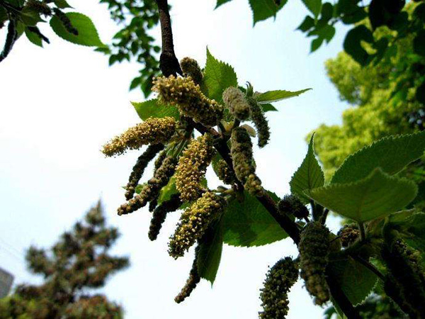 構(gòu)樹花 構(gòu)樹花