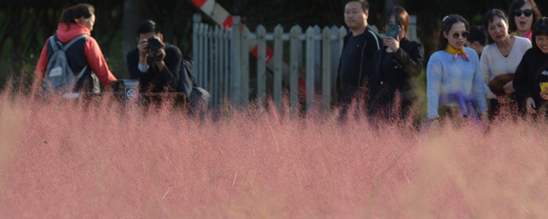粉黛亂子草 粉黛亂子草