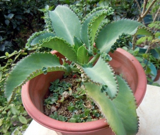 超好養(yǎng)活的落地生根 超好養(yǎng)活的落地生根