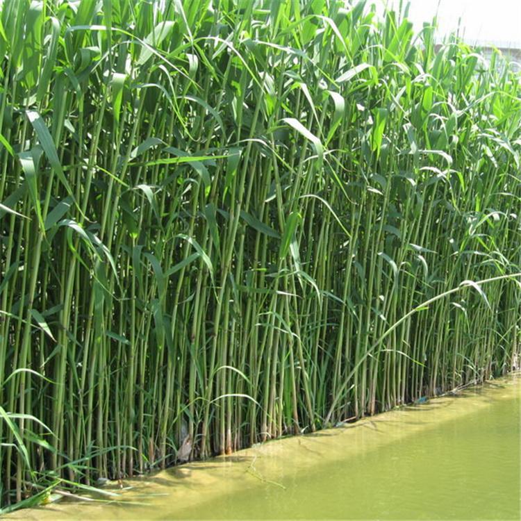 蘆葦苗 蘆葦苗