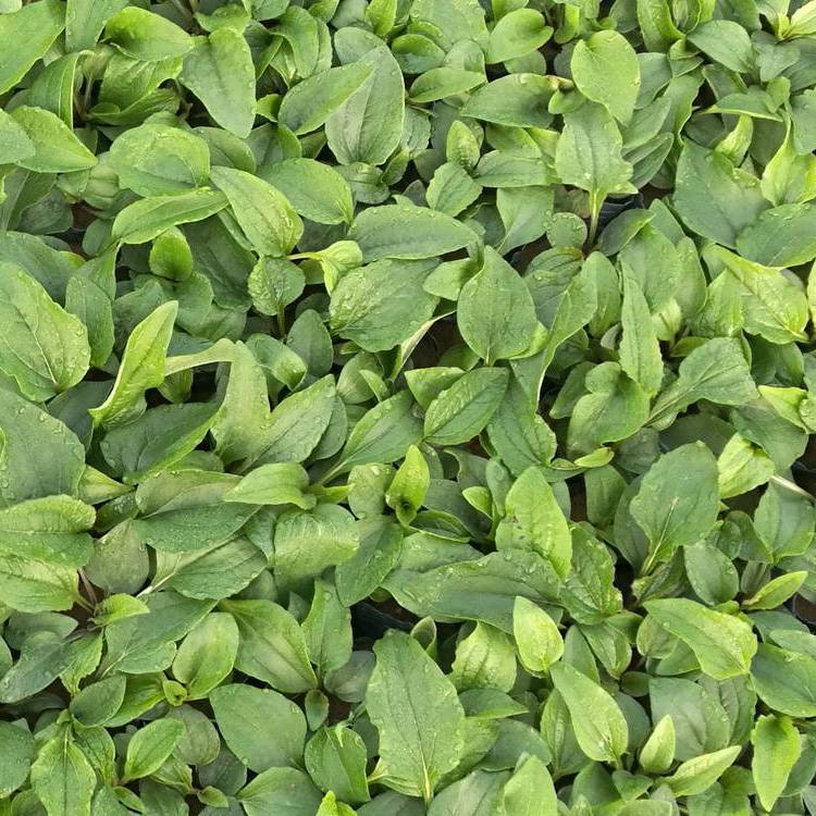 紫錐菊 來自長(zhǎng)景園林 紫錐菊 來自長(zhǎng)景園林