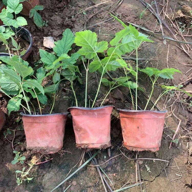 落新婦容器苗盆栽 落新婦容器苗盆栽