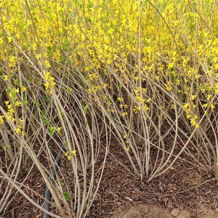 出售金鐘花春天開花的樣子盛花期 出售金鐘花春天開花的樣子盛花期